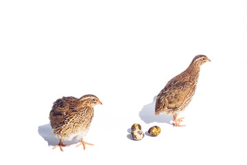 Quail hens and eggs isolated on white.Domesticated quails are important agriculture 
