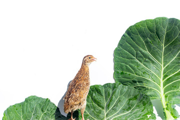 Quail hens and eggs isolated on white.Domesticated quails are important agriculture poultry 