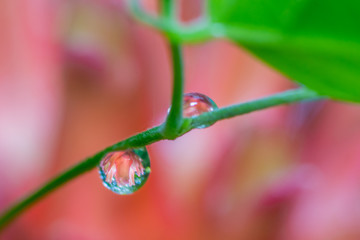 Water drops with reflection of flower