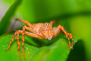 Beautiful orange spider