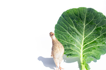 Quail hens and eggs with big leaves isolated on white.Domesticated quails are important agriculture poultry 