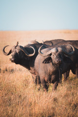 two wild buffalo in kenya