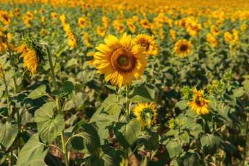 Obraz premium Bright yellow sunflower standing in a field of many sunflowers at a farm.