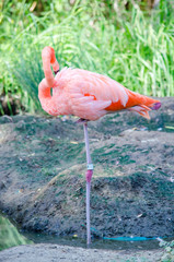 A pink flamingo bird resting sleeping on one leg .