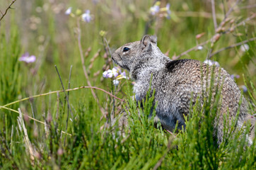 Ground gray squirrel perched on tall greenery with flowers.