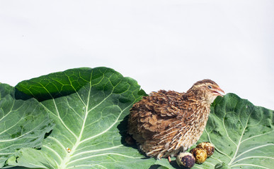 Quail hens and eggs isolated on white.Domesticated quails are important agriculture poultry 