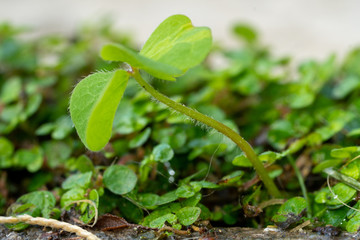 Fototapeta na wymiar Green moss clover wet fresh growth.