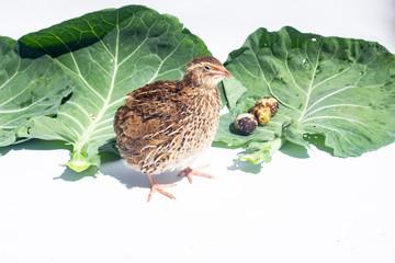Quail hens and eggs with big leaves isolated on white.Domesticated quails are important agriculture poultry 