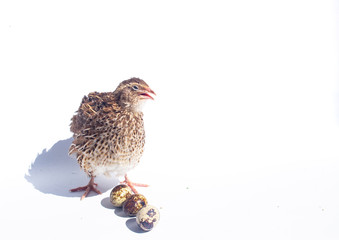 Quail hens and eggs isolated on white.Domesticated quails are important agriculture 