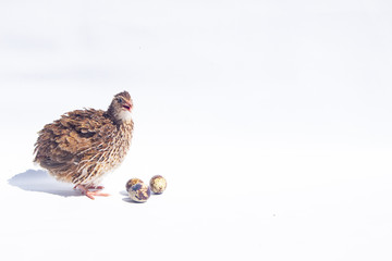 Quail hens and eggs isolated on white.Domesticated quails are important agriculture 
