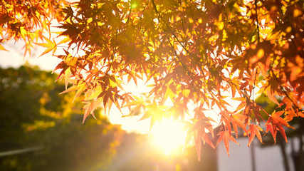 Soft focus of maple leaves in fall cokor with len flare, abstract concept and nature idea