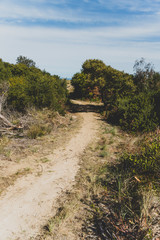 Fototapeta na wymiar thick vegetation on the path leading to Seven Mile Beach in Tasmania, Australia