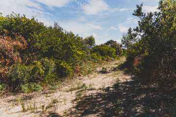 Fototapeta na wymiar thick vegetation on the path leading to Seven Mile Beach in Tasmania, Australia