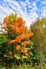 Colorful tree in the autumn