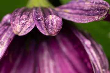 Purple flower with water drops close up macro.