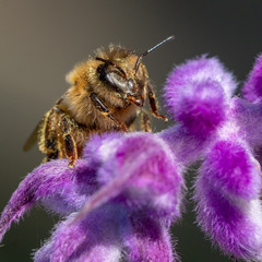 A yellow Honey bee landing on a Lavender flower