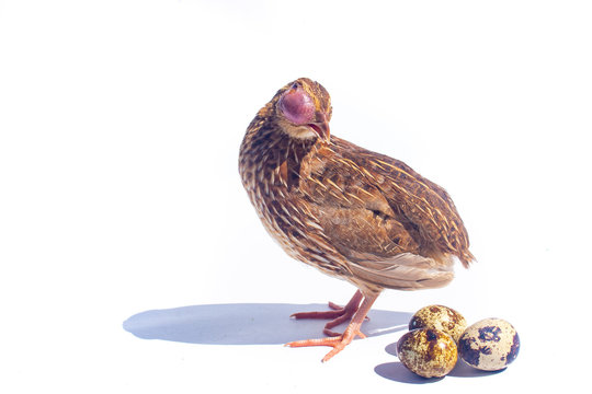Poultry suffer from coryza (snot) disease with characteristic swelling in its eyes isolated on white background