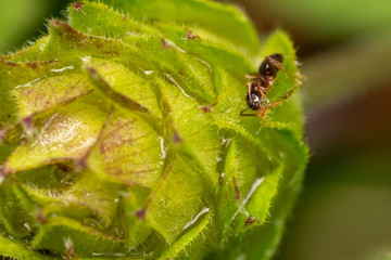 Ants crawling over green leaf with aphids .