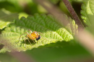 Small spider sunbathing on green leaves .