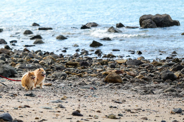 Two chihuahua dogs on leads playing on the beach 