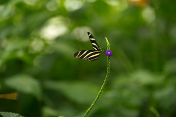 Butterfly on a flower at Niagara Falls Butterfly Conservatory