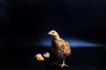 Quail and eggs isolated on Black.Domesticated quails are important agriculture , selective focus 