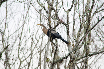 Anhinga (snakebird) on a tree in Everglades, Florida