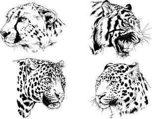 set of vector drawings of various animals, predators and herbivores, hand-drawn sketches, tattoos	