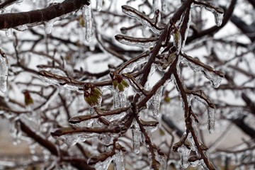 Frozen Bloom