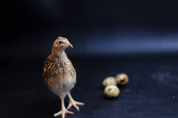 Quail and eggs isolated on Black.Domesticated quails are important agriculture , selective focus 