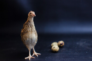 Quail and eggs isolated on Black.Domesticated quails are important agriculture , selective focus 