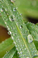 Macro water droplets on green grass blade .