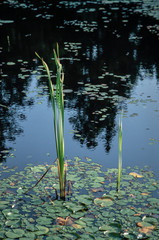 Pond with waterlilies at the sunset, Northern Ontario
