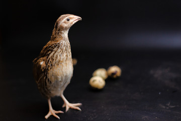 Quail and eggs isolated on Black.Domesticated quails are important agriculture , selective focus 