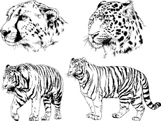 set of vector drawings of various animals, predators and herbivores, hand-drawn sketches, tattoos	