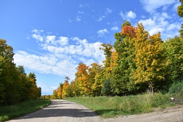 Obraz premium road through the colorful autumn trees