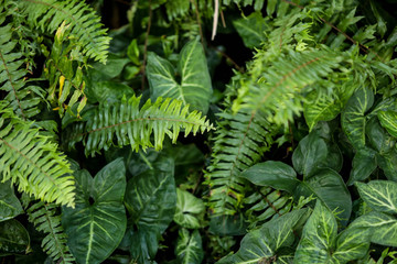 Dense leafy arrowhead plant with fishbone fern growing amongst it