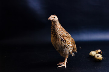 Quail and eggs isolated on Black.Domesticated quails are important agriculture , selective focus 