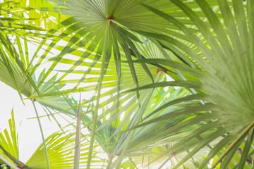 Large sprawling fan palms leaves close up in Airlie Beach, Queensland