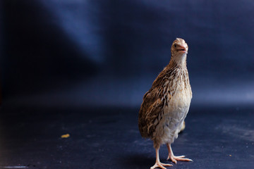 Quail and eggs isolated on Black.Domesticated quails are important agriculture , selective focus 