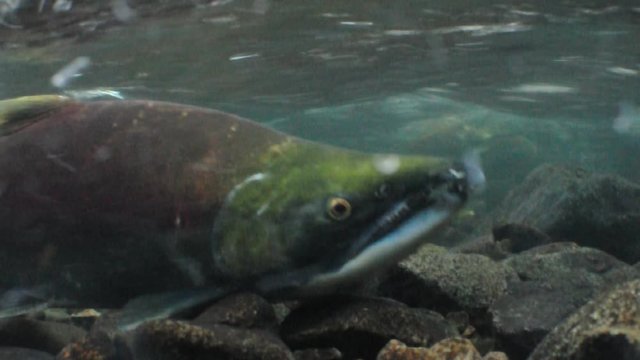 Sockeye salmon spawning