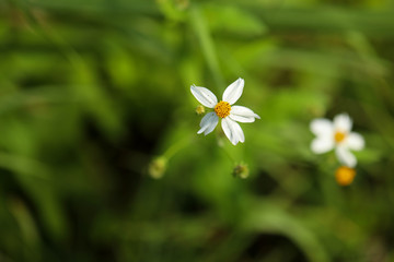 Yellow and white daisy like wild flowers close up