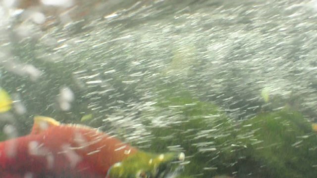 Sockeye salmon spawning
