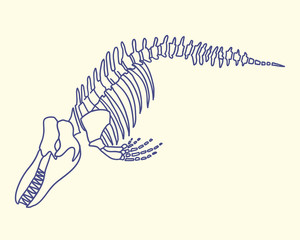 Whale's skeleton vector line illustration. Biology illustration.