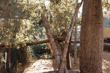 Cuddly koala sitting in gum tree eating eucalyptus leaves, Austrlralian native fauna