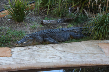 Crocodile relaxing beside a pool