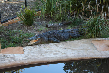 Crocodile relaxing beside a pool