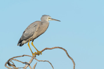 White-Faced Heron on a Tree