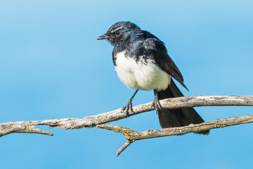 Willie Wagtail on a Branch