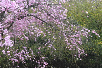 桜